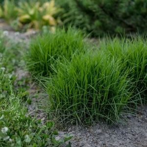 Viksva (Carex muskingumensis) &#039;Little Midge&#039;